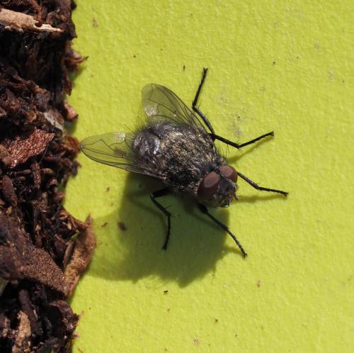 Pollenia sp.